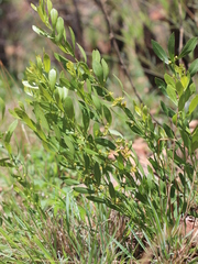 Fadogia homblei