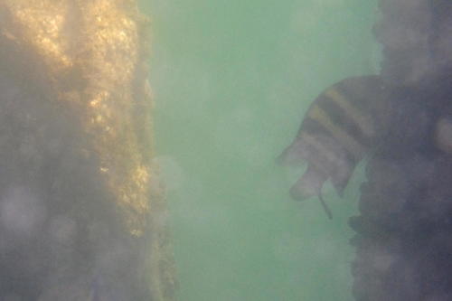 Oplegnathus fasciatus