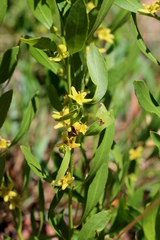 Fadogia homblei