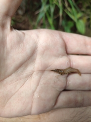 Macrobrachium malayanum
