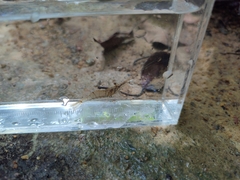 Macrobrachium malayanum