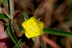 Melhania prostrata