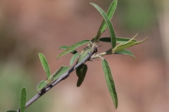 Melhania prostrata