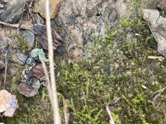 Leptodictyum riparium