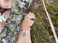 Leptodictyum riparium