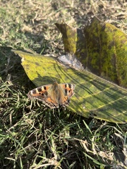 Aglais caschmirensis