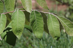 Lannea discolor