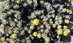 Ptilotus helichrysoides