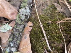 Leptodictyum riparium