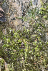Leptodictyum riparium