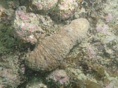 Holothuria impatiens