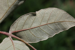 Lannea discolor