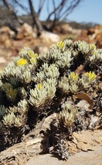 Ptilotus helichrysoides