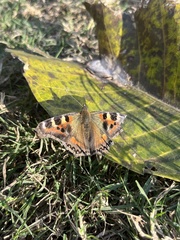 Aglais caschmirensis