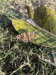 Aglais caschmirensis