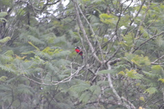 Ramphocelus dimidiatus