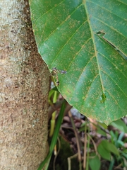 Eustenogaster micans