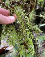 Hymenophyllaceae