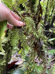 Hymenophyllaceae