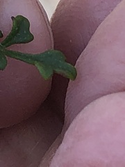 Xanthosia stellata