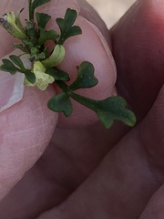 Xanthosia stellata
