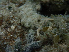Plakobranchus ocellatus