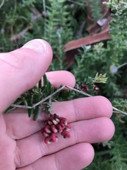 Grevillea lanigera