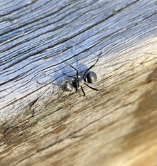 Polyrhachis daemeli