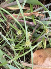 Cyperus brevifolius