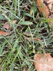 Cyperus brevifolius
