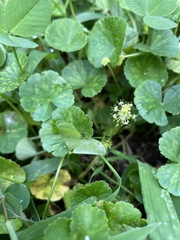 Hydrocotyle bonplandii