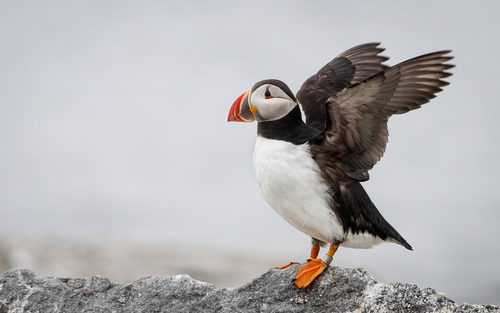 Atlantic Puffin photographed in Maine