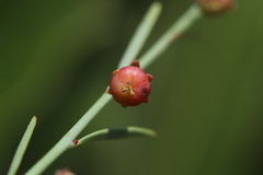 Phyllanthus pentandrus