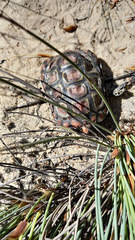Homopus areolatus