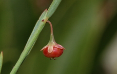 Phyllanthus pentandrus