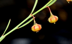 Phyllanthus pentandrus