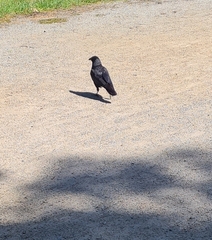 Corvus mellori