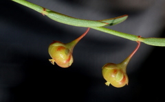 Phyllanthus pentandrus