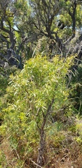 Santalum acuminatum