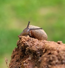 Triodopsis hopetonensis