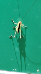 Conocephalus maculatus