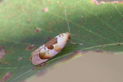 Hoplomorpha camelaea