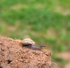 Triodopsis hopetonensis