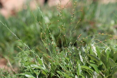 Phyllanthus pentandrus