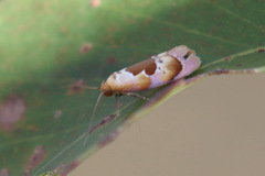 Hoplomorpha camelaea