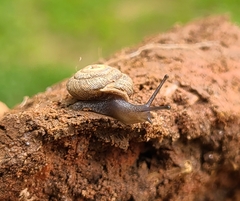 Triodopsis hopetonensis