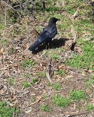 Corvus mellori