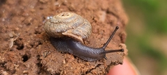 Triodopsis hopetonensis