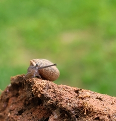 Triodopsis hopetonensis