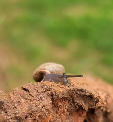 Triodopsis hopetonensis